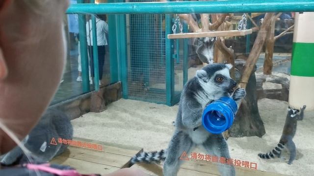 Лемуры едят в Харбинском полярном аквариуме (Harbin Polarland) в г. Харбин