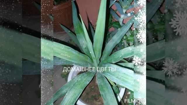 Домашнее цветы смотреть онлайн