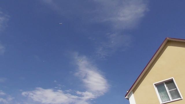 Первый полет мраморного! Вернется ли? 16.06.20г смотреть онлайн