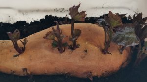 Выращиваем батат на Урале ( 1 часть )