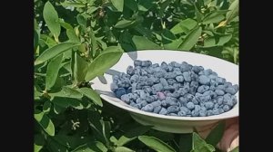 Подкормка жимолости для получения шикарного урожая