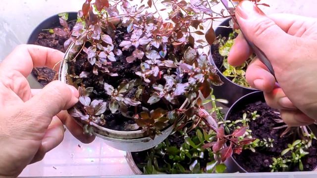 Тепличка с аквариумными растениями спустя месяц смотреть онлайн