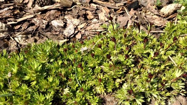 Цветочная рассада переехала в теплицы (подкормка)/Ухаживаю за розами/Обриетта, нарциссы, барвинок смотреть онлайн