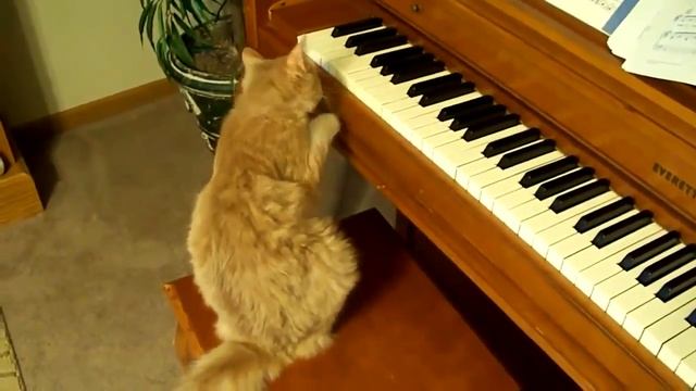 Кошка учиться играть на пианино смотреть онлайн
