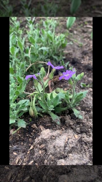 Неприхотливое почвопокровное растение для цветника смотреть онлайн