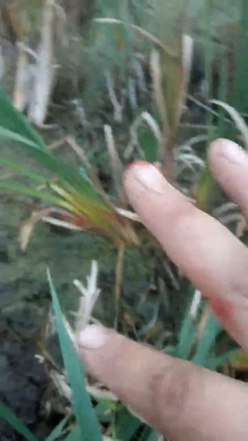 Охота в каргате смотреть онлайн