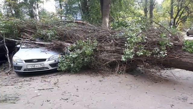 Тополь упал на машины/Tree cutting/мчс Воронеж/Арбористика смотреть онлайн