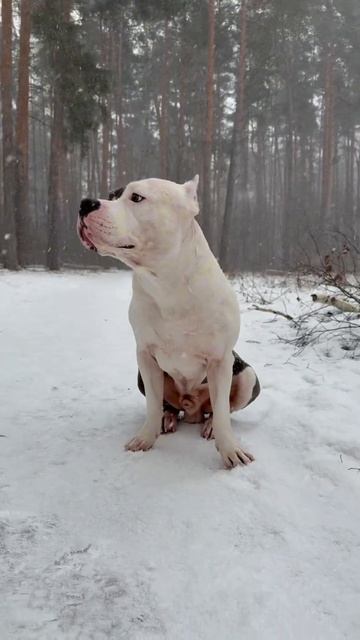 При виде этого пса сносит крышу! Будьте осторожны