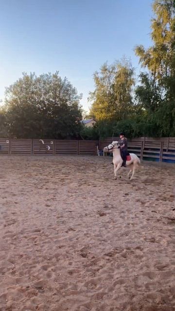 мирабель❤️ #конники #конныйблог #конныйспорт #конюшня #лошади #конкур смотреть онлайн