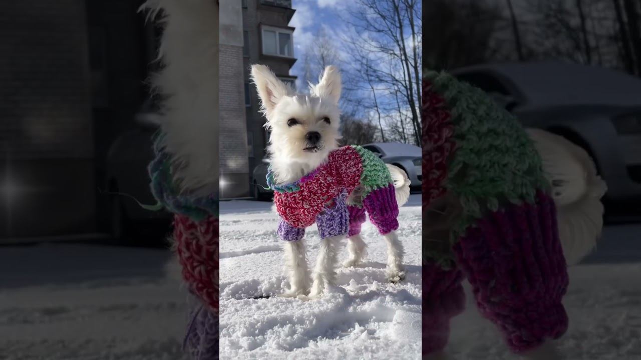 ☀️Sunny day and white snow ❄️ смотреть онлайн