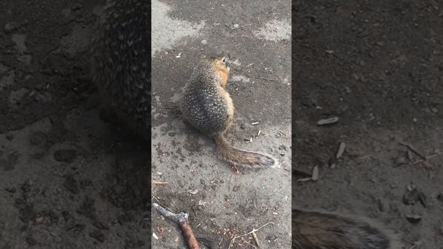Суслик. С базы отдыха Алтан смотреть онлайн