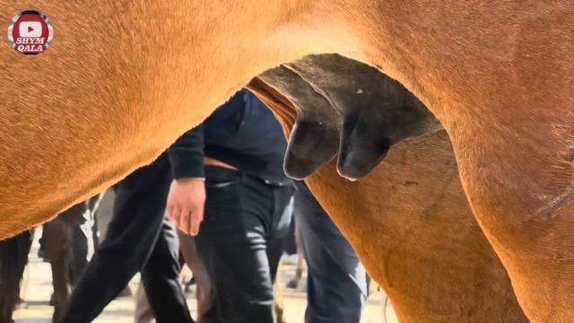 Мал базар Қарабұлақ. 01.05.24. Жылқы бағасы смотреть онлайн