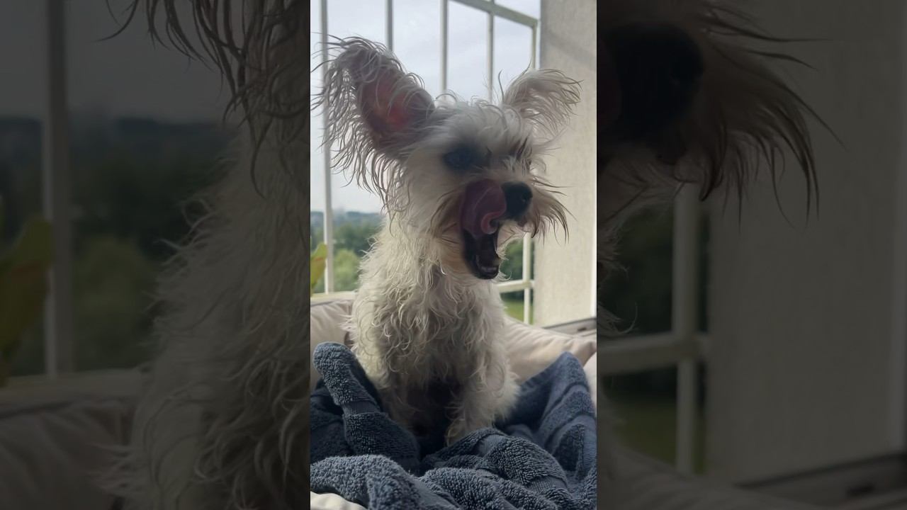Мокрый белый Йорк #funnydog #puppy #terrier #whitedog #yorkshire #dog смотреть онлайн