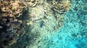 Риф отеля Sunrise Arabian Beach Resort Шарм эль Шейх