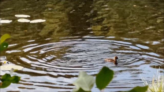 Подвесная каркасная сфера 3.5м - новое слово в мире Глэмпинга смотреть онлайн