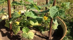 ВЫРАЩИВАНИЕ ОГУРЦОВ В БОЧКЕ