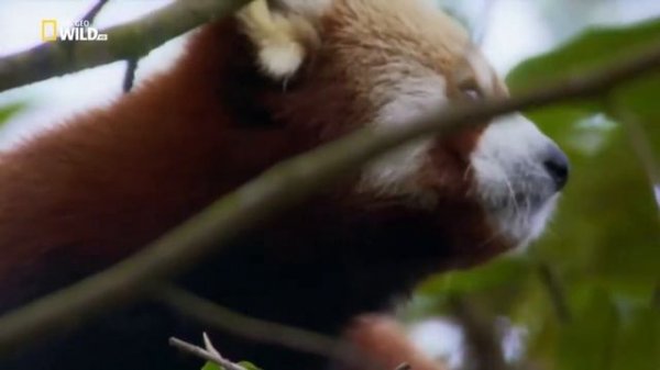 Nat Geo Wild.Дикий Рай Индии.