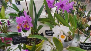 Выставка орхидей Fan orchid. г.Санкт-Петербург. Апрель. Что купила.