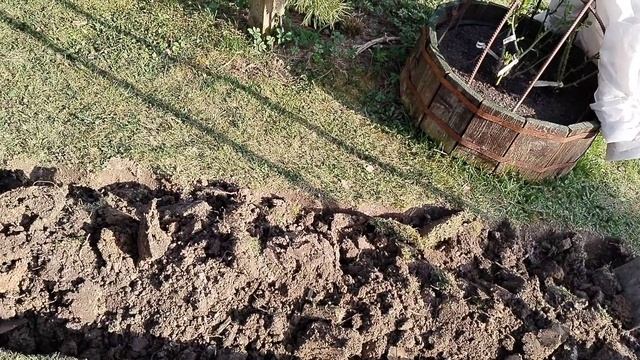 Высадила 22 розы в новый цветник, апрель 2025. смотреть онлайн