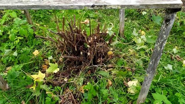 Ижма 2020 смотреть онлайн