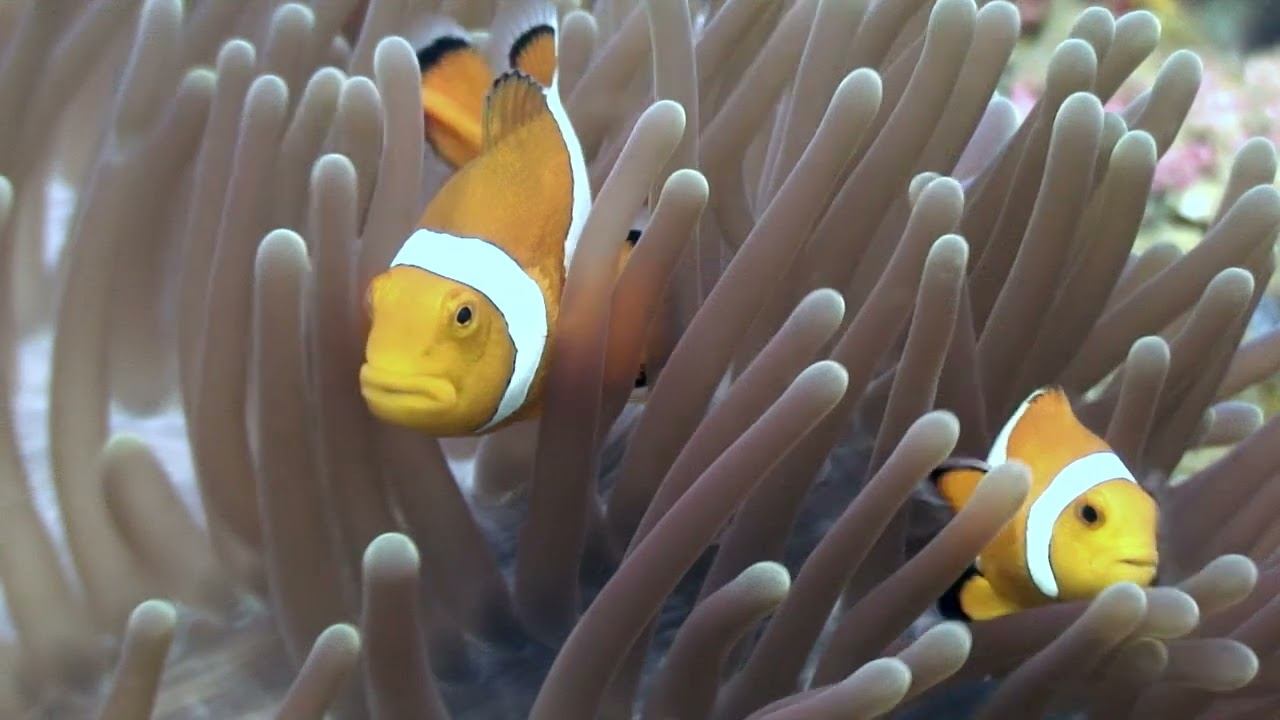 Philippines 02 смотреть онлайн