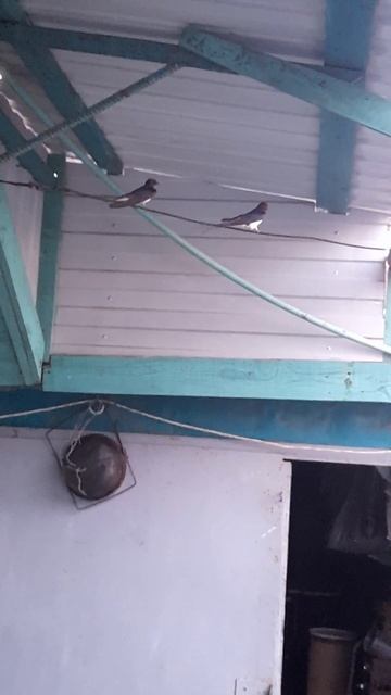 ласточки #птички