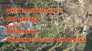 РИСК ЗАМОРОЗКА!!! ЦВЕТУЩЕМУ САДУ ХОРУС +ФИТОЛАВИН + АМИНОКИСЛОТЫ
