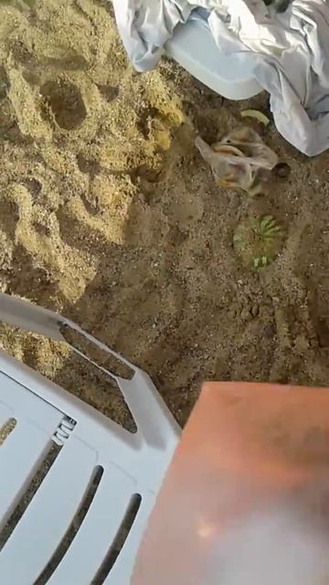Коза на пляжу смотреть онлайн