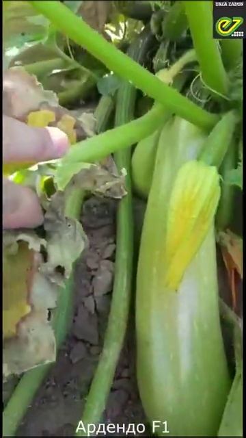Ардендо 174 F1 семена кабачка (Enza Zaden / Энза Заден) #0222100022 смотреть онлайн