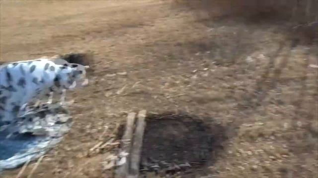 Поход в лес. смотреть онлайн