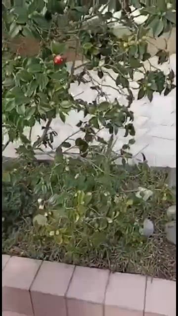 Главное в #гостиницавсочи это чистота! #дагомыс смотреть онлайн