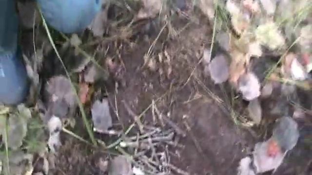 Как выжить в лесу смотреть онлайн