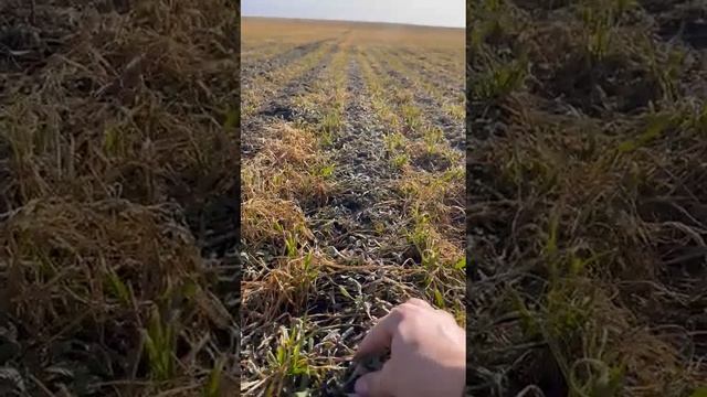 20 марта 2023. Поле УП 5 - 160 га. смотреть онлайн