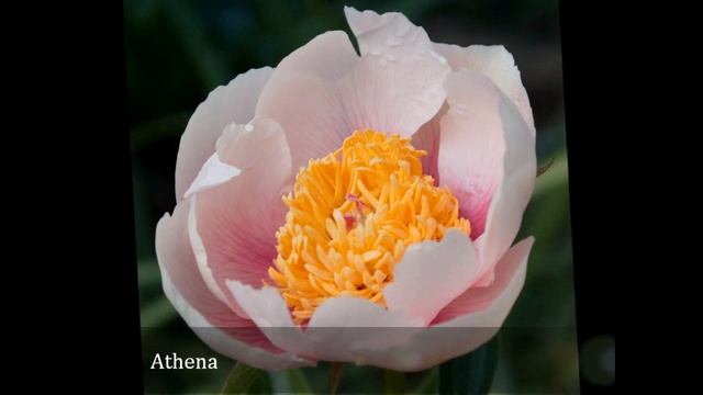 Календарь цветения пионов 2012г - май смотреть онлайн