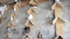 Голуби Токмака.mp4