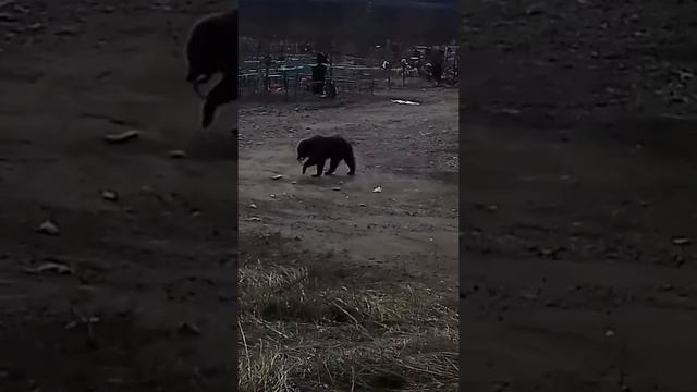 Медвежата. п. Сокол Магадан смотреть онлайн