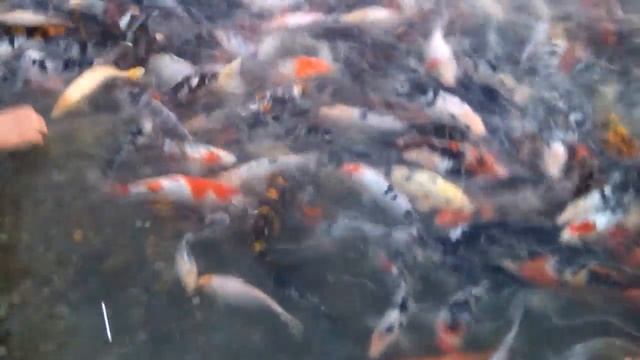 Гянджа смотреть онлайн