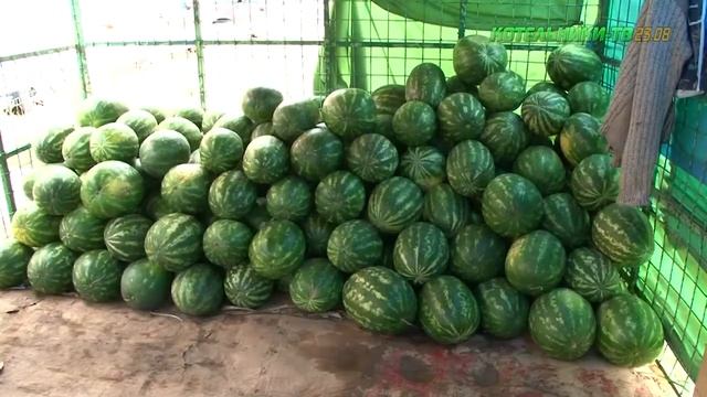 Рейд по точкам продажи бахчевых культур. смотреть онлайн