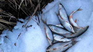 Апрельский чебак на поплавок.