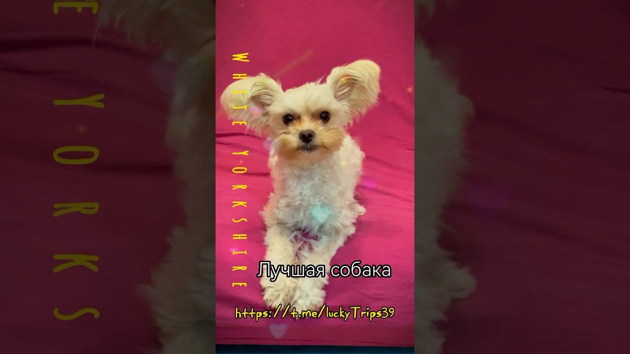 У кого самая лучшая собака ? ✅ #golddust #yorkshire #yorkie #whitedog https://t.me/luckyTrips39 смотреть онлайн