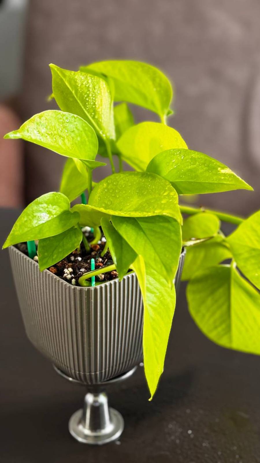 Эпипремнум неон смотреть онлайн