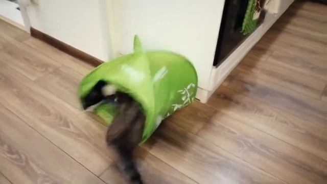 Кошки играют, делят новую палатку Мирра и Шанни смотреть онлайн