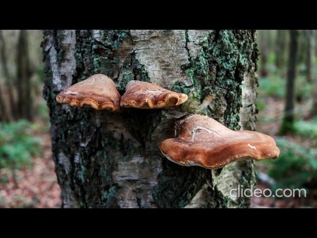 космические грибы смотреть онлайн