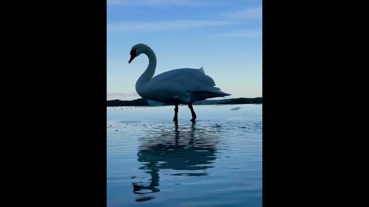 Балтийское море, лебеди, чайки, утки смотреть онлайн