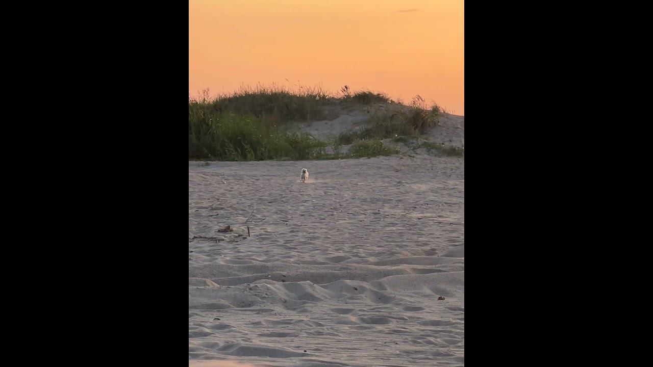 #sunrise #beach #закат #sunset #summer #sun смотреть онлайн