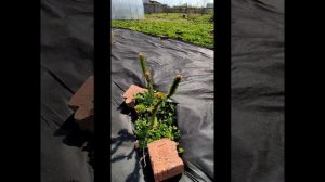 Планы по благоустройству участника