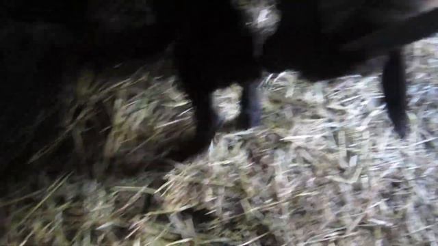 Уход за козами после окота. смотреть онлайн