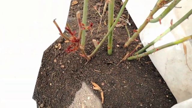 Томаты высадили в теплицу! Южный Урал. 26.04.19 смотреть онлайн