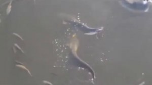 Огромные сомы в Чернобыле! Huge catfish in Chernobyl