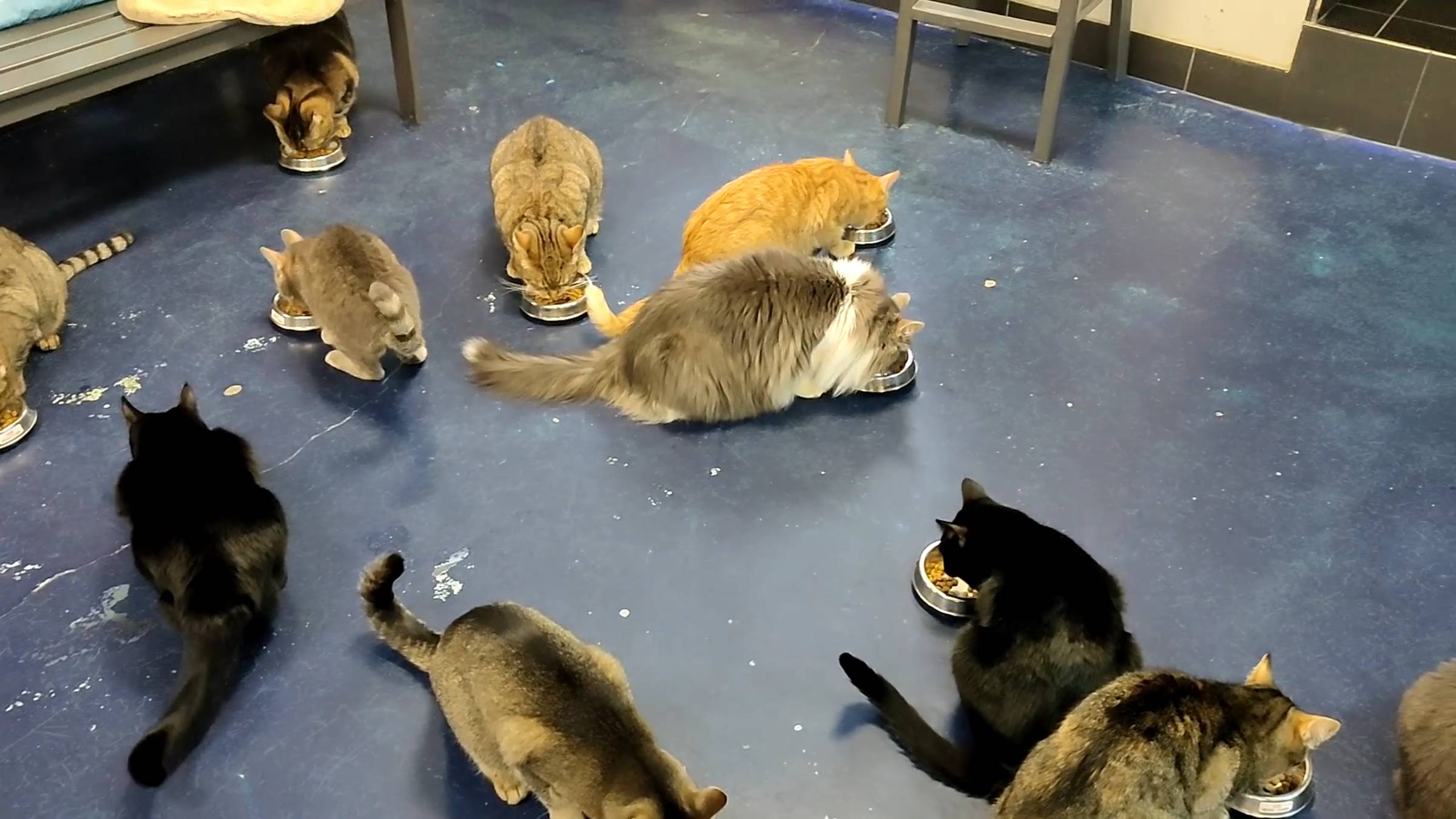 Кормление кошек в котокафе смотреть онлайн